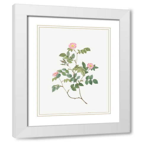 Eglantine, Wild Rosehips, Rosa rubiginosa nemoralis White Modern Wood Framed Art Print with Double Matting by Redoute, Pierre Joseph