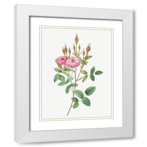 Mossy Pompon, Sparkling Pompon, Rosa pomponiana muscosa White Modern Wood Framed Art Print with Double Matting by Redoute, Pierre Joseph