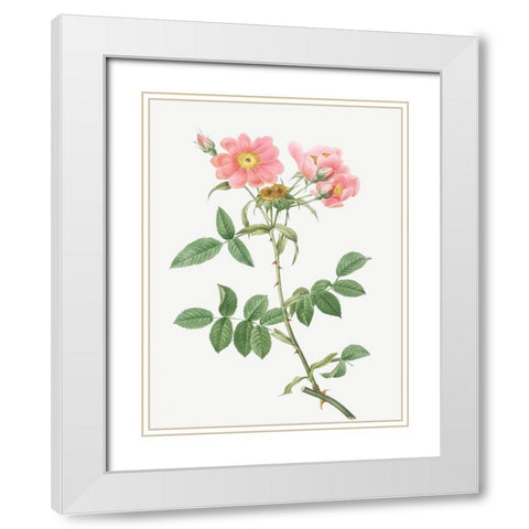 Rose of Lady Monson, Rosa collina monsoniana White Modern Wood Framed Art Print with Double Matting by Redoute, Pierre Joseph