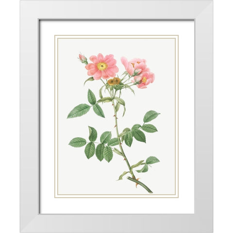 Rose of Lady Monson, Rosa collina monsoniana White Modern Wood Framed Art Print with Double Matting by Redoute, Pierre Joseph