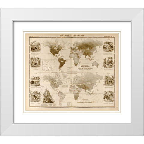 Zoological Geography Ruminants White Modern Wood Framed Art Print with Double Matting by Vintage Maps