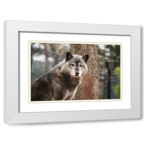 Gray Wolf White Modern Wood Framed Art Print with Double Matting by Steff, Brittany