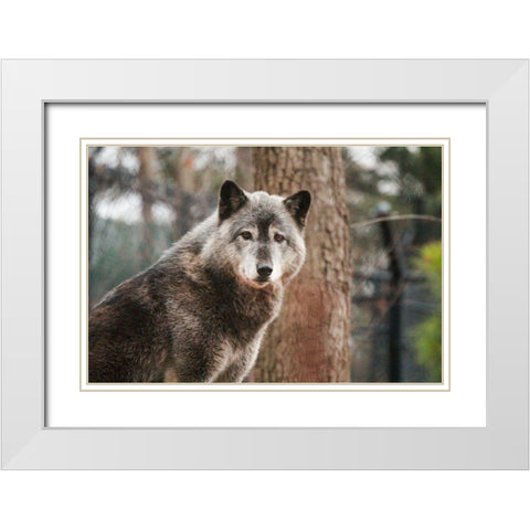 Gray Wolf White Modern Wood Framed Art Print with Double Matting by Steff, Brittany