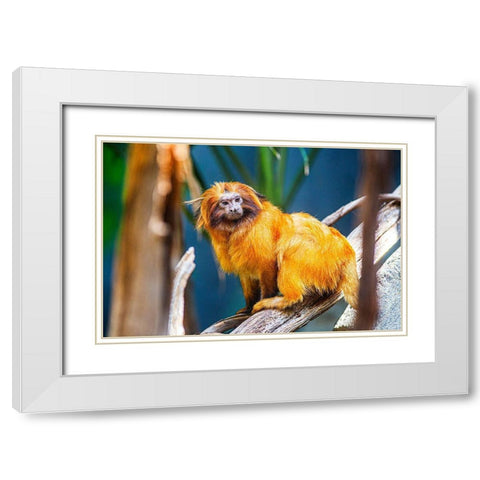 Golden Lion Tamarin White Modern Wood Framed Art Print with Double Matting by Brown, Skip