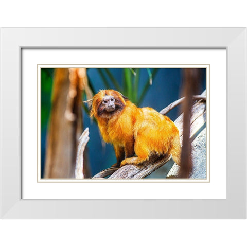 Golden Lion Tamarin White Modern Wood Framed Art Print with Double Matting by Brown, Skip
