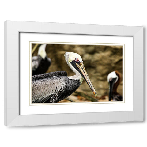 Brown Pelican White Modern Wood Framed Art Print with Double Matting by Smithsonian Institution
