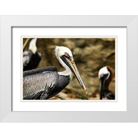 Brown Pelican White Modern Wood Framed Art Print with Double Matting by Smithsonian Institution