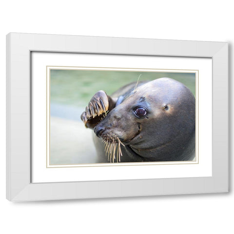 Gray Seal White Modern Wood Framed Art Print with Double Matting by Mallon, Connor