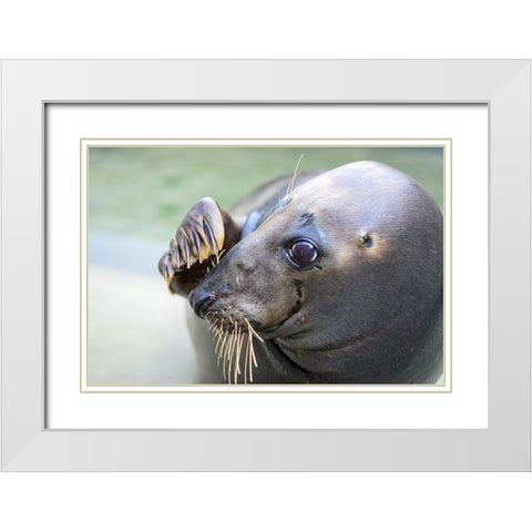 Gray Seal White Modern Wood Framed Art Print with Double Matting by Mallon, Connor