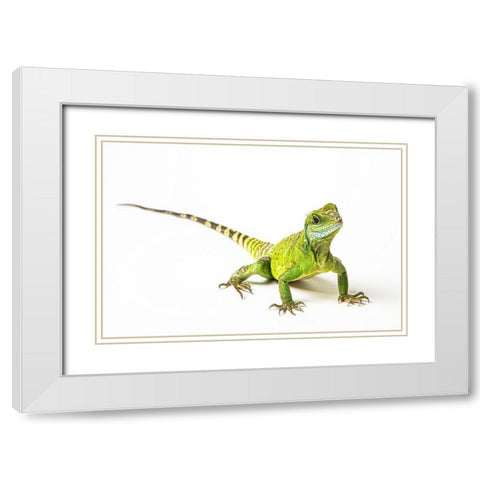 Asian Water Dragon White Modern Wood Framed Art Print with Double Matting by Brown, Skip