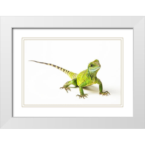 Asian Water Dragon White Modern Wood Framed Art Print with Double Matting by Brown, Skip
