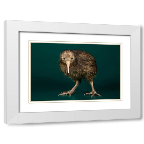 Brown Kiwi White Modern Wood Framed Art Print with Double Matting by Smithsonian Institution