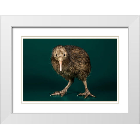 Brown Kiwi White Modern Wood Framed Art Print with Double Matting by Smithsonian Institution
