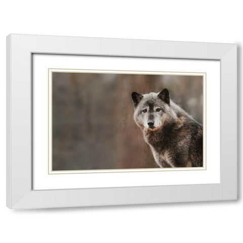 Gray Wolf White Modern Wood Framed Art Print with Double Matting by Steff, Brittany