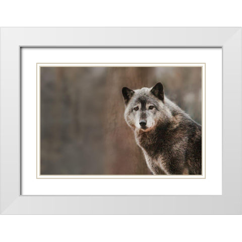 Gray Wolf White Modern Wood Framed Art Print with Double Matting by Steff, Brittany