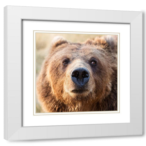 Big Brown Bear White Modern Wood Framed Art Print with Double Matting by Highsmith, Carol
