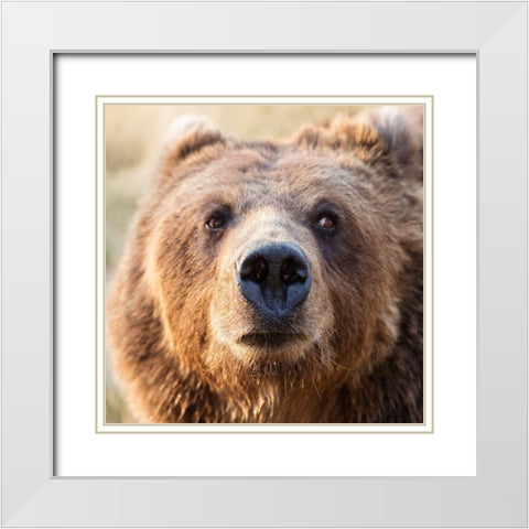 Big Brown Bear White Modern Wood Framed Art Print with Double Matting by Highsmith, Carol