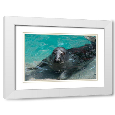 Gray Seal White Modern Wood Framed Art Print with Double Matting by Wood, Abby