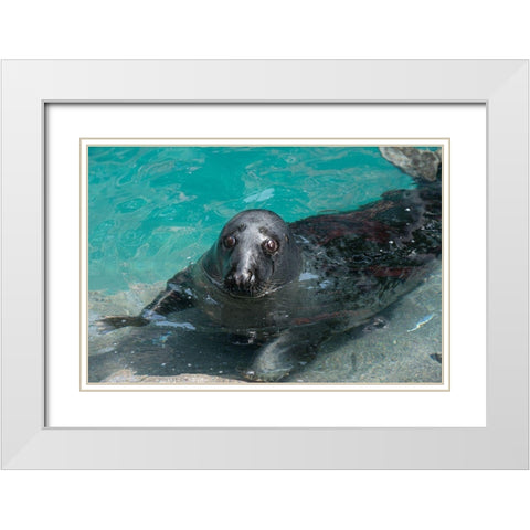 Gray Seal White Modern Wood Framed Art Print with Double Matting by Wood, Abby