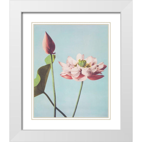 Lotus Flowers White Modern Wood Framed Art Print with Double Matting by Kazumasa, Ogawa