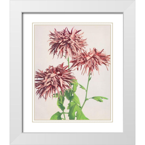 Three Pink Chrysanthemum White Modern Wood Framed Art Print with Double Matting by Kazumasa, Ogawa