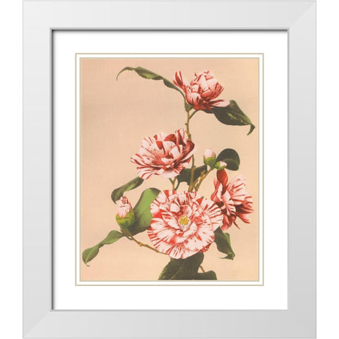 Striped Camellias White Modern Wood Framed Art Print with Double Matting by Kazumasa, Ogawa