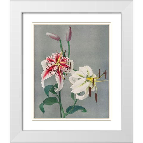 Lily White Modern Wood Framed Art Print with Double Matting by Kazumasa, Ogawa