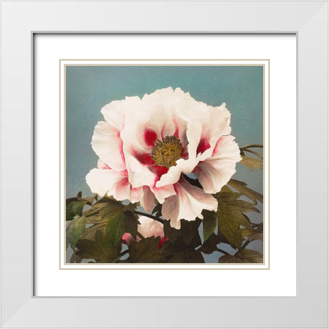 Tree Peony II White Modern Wood Framed Art Print with Double Matting by Kazumasa, Ogawa