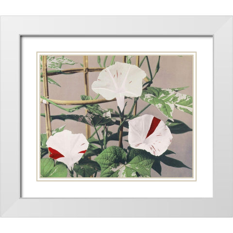 Striped Birdweed Flowers White Modern Wood Framed Art Print with Double Matting by Kazumasa, Ogawa