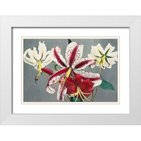 Lily X White Modern Wood Framed Art Print with Double Matting by Kazumasa, Ogawa