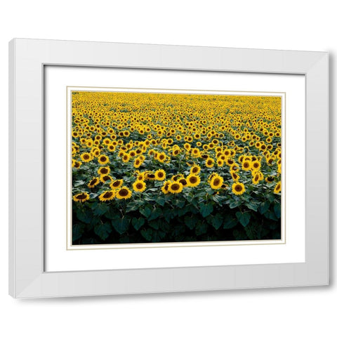Sunflowers in a Wisconsin Field White Modern Wood Framed Art Print with Double Matting by Highsmith, Carol