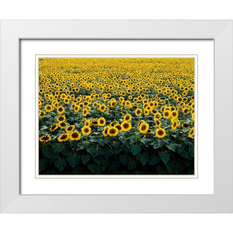Sunflowers in a Wisconsin Field White Modern Wood Framed Art Print with Double Matting by Highsmith, Carol