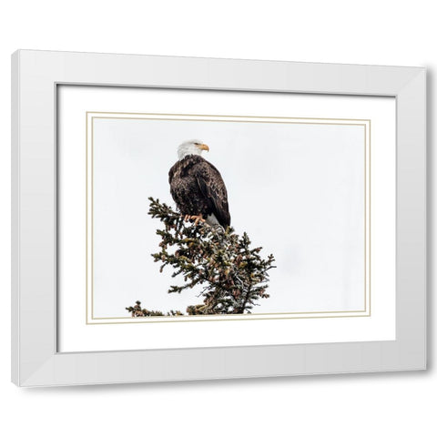A Young Bald Eagle-Yellowstone National Park-Wyoming White Modern Wood Framed Art Print with Double Matting by Highsmith, Carol