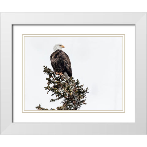 A Young Bald Eagle-Yellowstone National Park-Wyoming White Modern Wood Framed Art Print with Double Matting by Highsmith, Carol