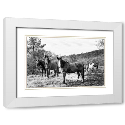Curious Horses Red River County near Detroit-Texas White Modern Wood Framed Art Print with Double Matting by Highsmith, Carol