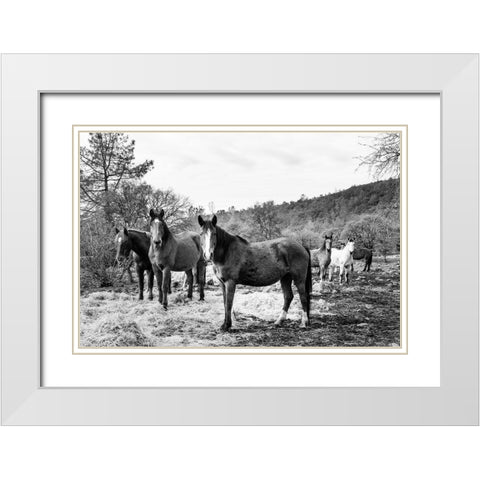 Curious Horses Red River County near Detroit-Texas White Modern Wood Framed Art Print with Double Matting by Highsmith, Carol