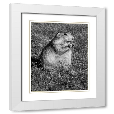 Prairie dog at Devils Tower National Monument-Wyoming White Modern Wood Framed Art Print with Double Matting by Highsmith, Carol