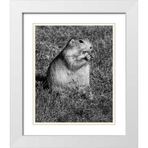 Prairie dog at Devils Tower National Monument-Wyoming White Modern Wood Framed Art Print with Double Matting by Highsmith, Carol