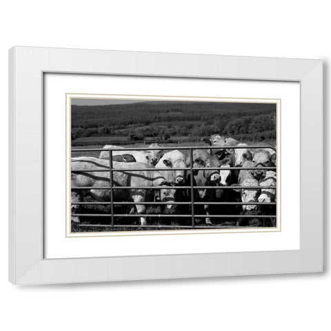 Curious cattle White Modern Wood Framed Art Print with Double Matting by Highsmith, Carol