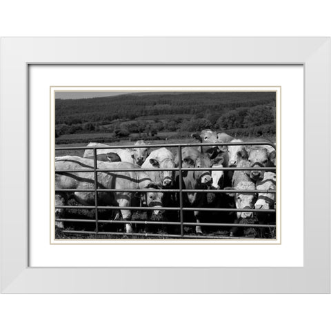 Curious cattle White Modern Wood Framed Art Print with Double Matting by Highsmith, Carol