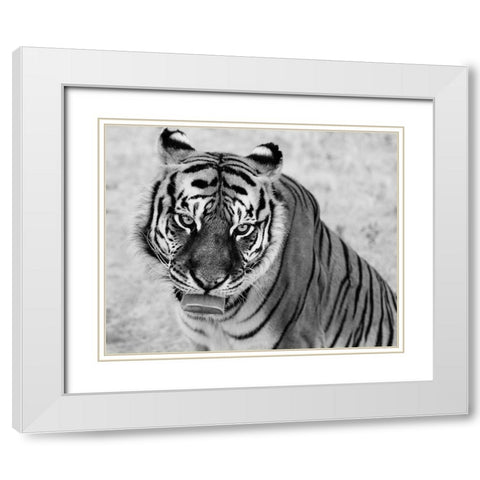 Tiger at the Wild Animal Sanctuary-Keenesburg-Colorado White Modern Wood Framed Art Print with Double Matting by Highsmith, Carol