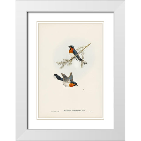 White-bellied Flycatcher-Monarcha albiventris White Modern Wood Framed Art Print with Double Matting by Gould, John