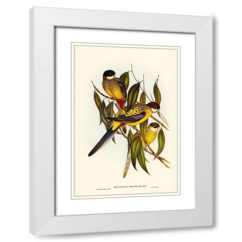 Browns Parakeet-Platycercus Brownii White Modern Wood Framed Art Print with Double Matting by Gould, John