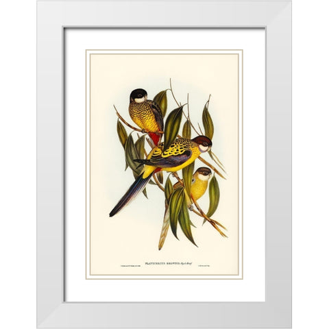 Browns Parakeet-Platycercus Brownii White Modern Wood Framed Art Print with Double Matting by Gould, John
