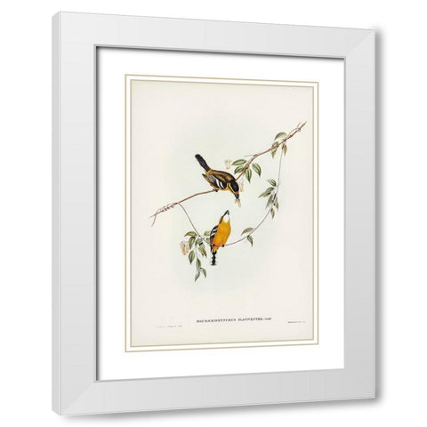 Yellow-breasted Flycatcher-Machaerirhynchus flaviventer White Modern Wood Framed Art Print with Double Matting by Gould, John