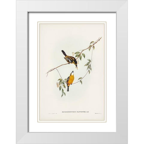 Yellow-breasted Flycatcher-Machaerirhynchus flaviventer White Modern Wood Framed Art Print with Double Matting by Gould, John