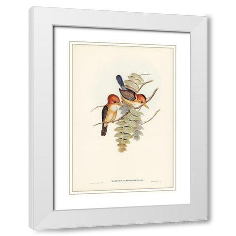 Yellow-billed Kingfisher-Halcyon flavirostris White Modern Wood Framed Art Print with Double Matting by Gould, John