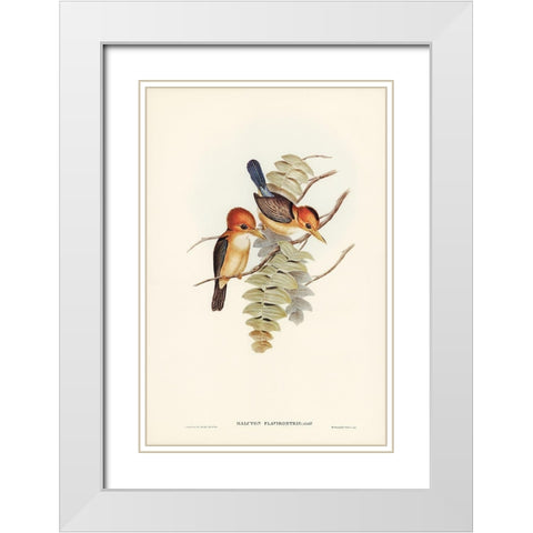 Yellow-billed Kingfisher-Halcyon flavirostris White Modern Wood Framed Art Print with Double Matting by Gould, John