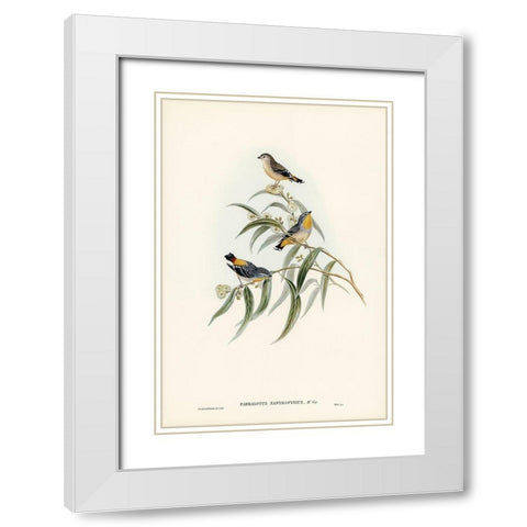 Yellow-rumped Pardalote-Pardalotus xanthopygius White Modern Wood Framed Art Print with Double Matting by Gould, John