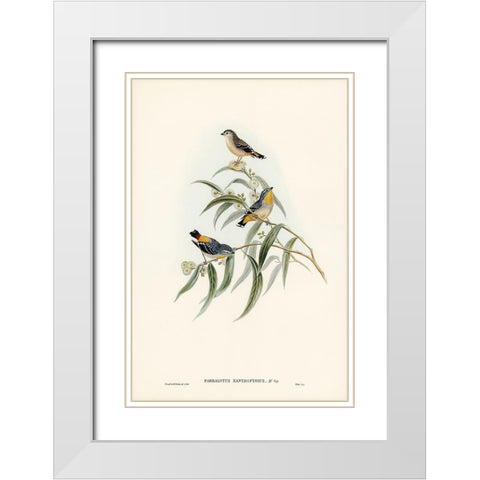 Yellow-rumped Pardalote-Pardalotus xanthopygius White Modern Wood Framed Art Print with Double Matting by Gould, John
